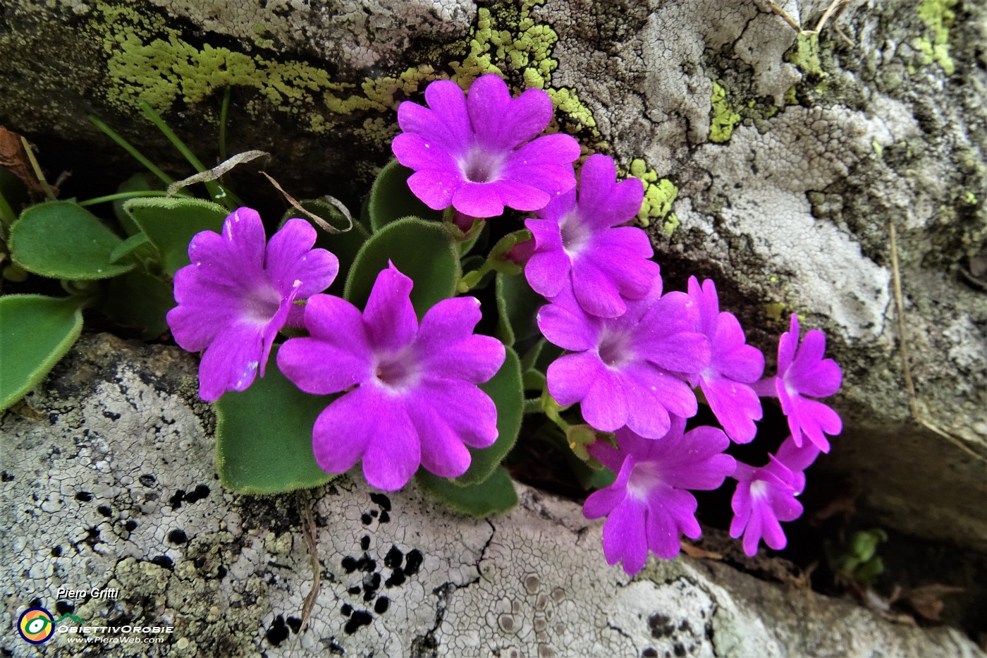 63 Fiori di Primula irsuta (Primula Hirsuta).JPG